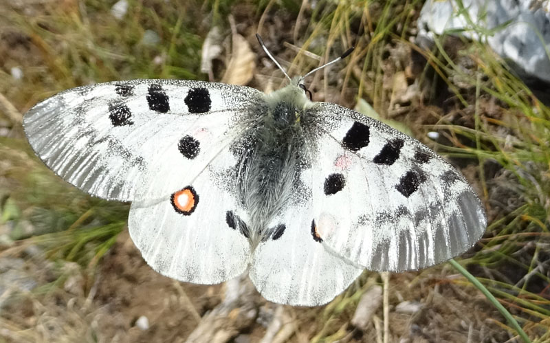 Parnassius apollo - Papilionidae